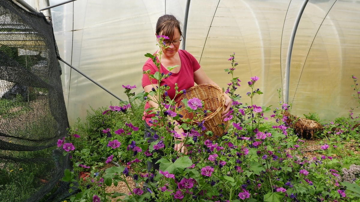 In Brussels, an urban agriculture initiative bears fruit